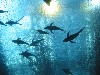 Okinawa5 087.jpg